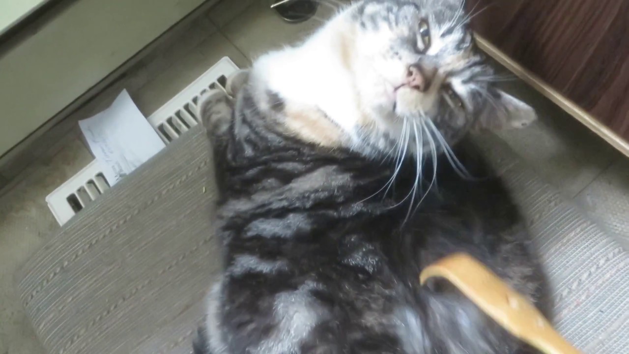 Kitty Back Scratch With Back Scratcher ASMR