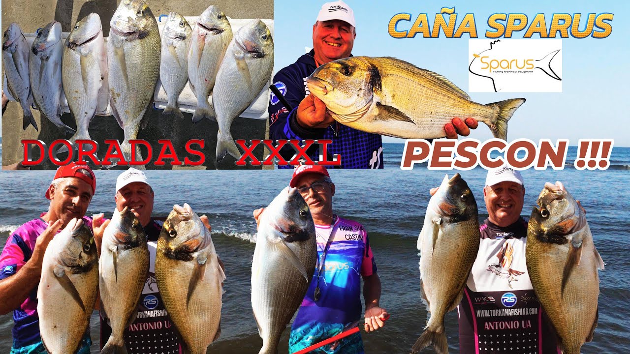 PESCA SURFCASTING DORADAS DE INFARTO XXXL CON CAÑA SPARUS