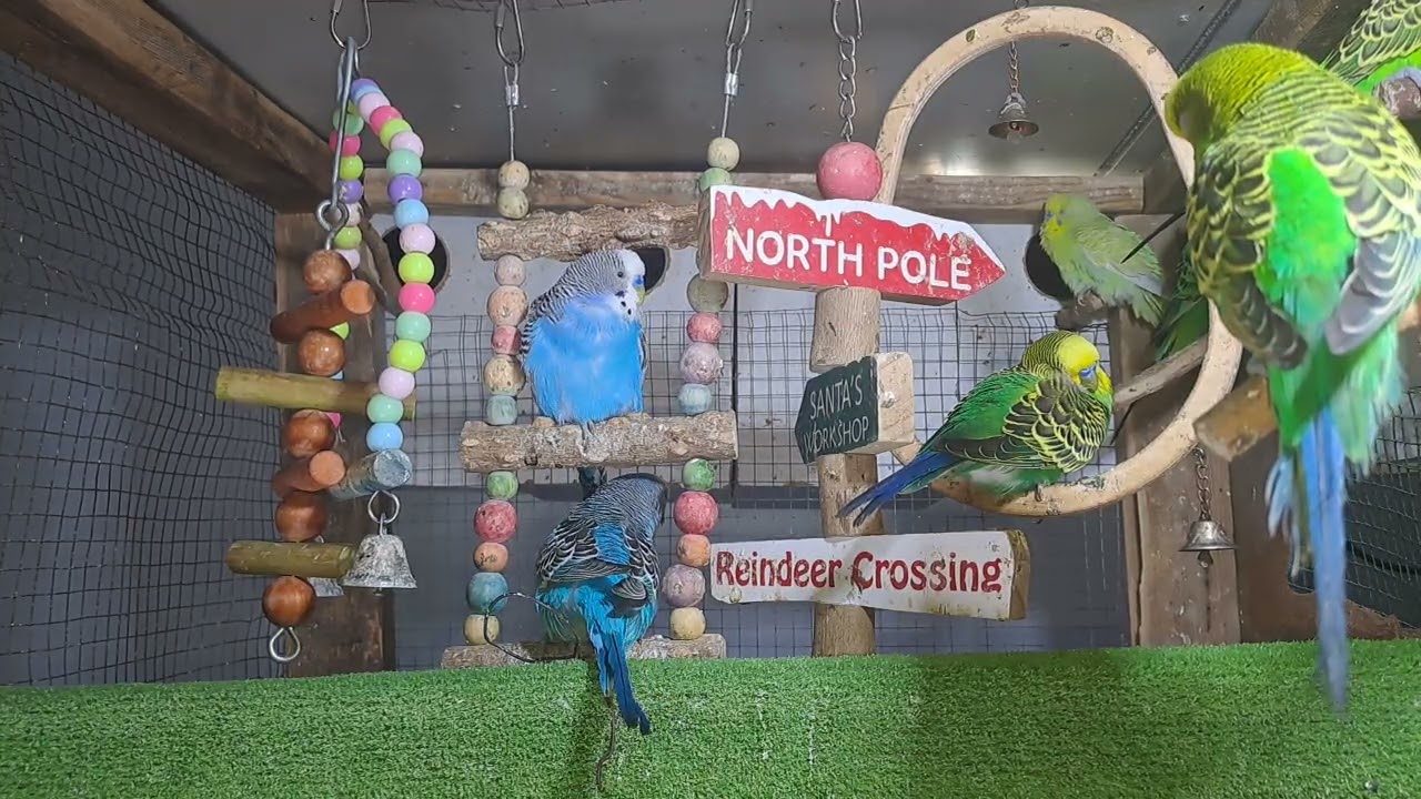 “When your pet is funnier than your friends 😂🦜”