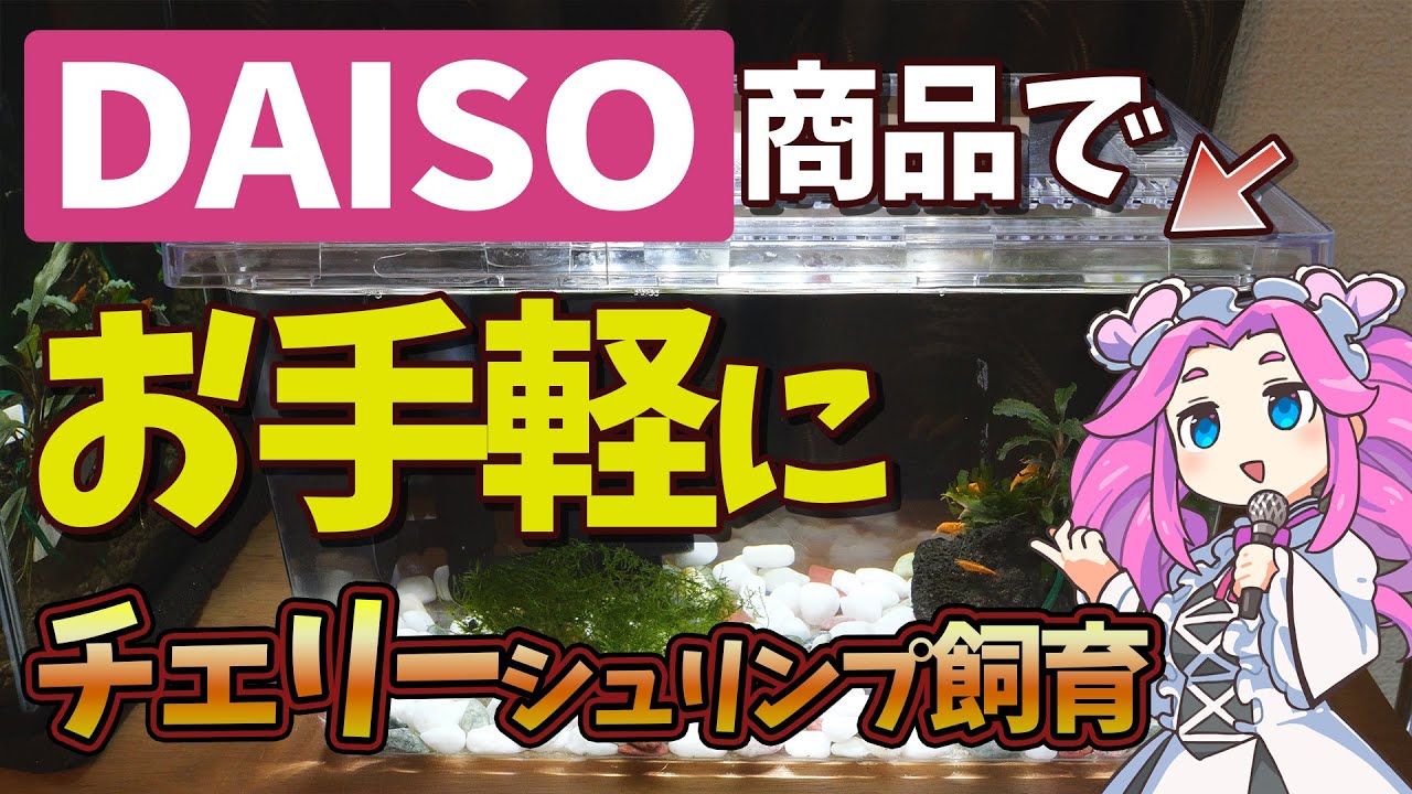ダイソー商品をメインに出来るだけ最安でチェリーシュリンプ水槽を立ち上げ