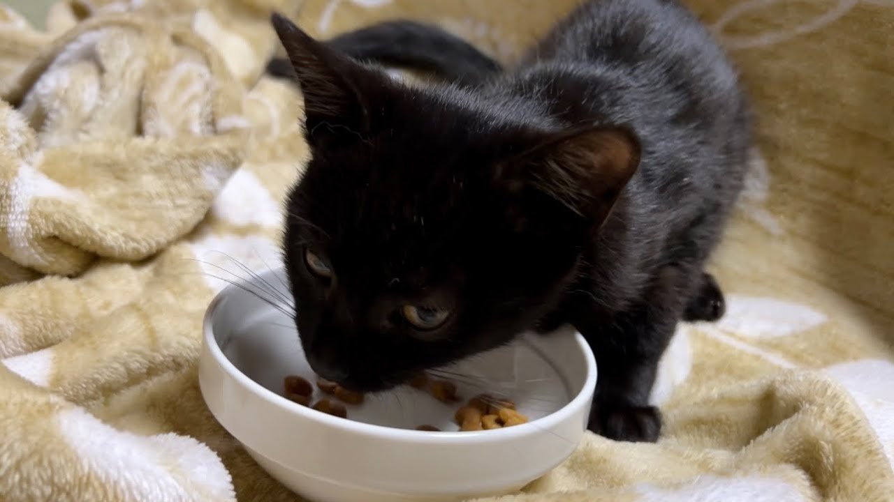 突然ですが住職が素手で仔猫を保護しました。