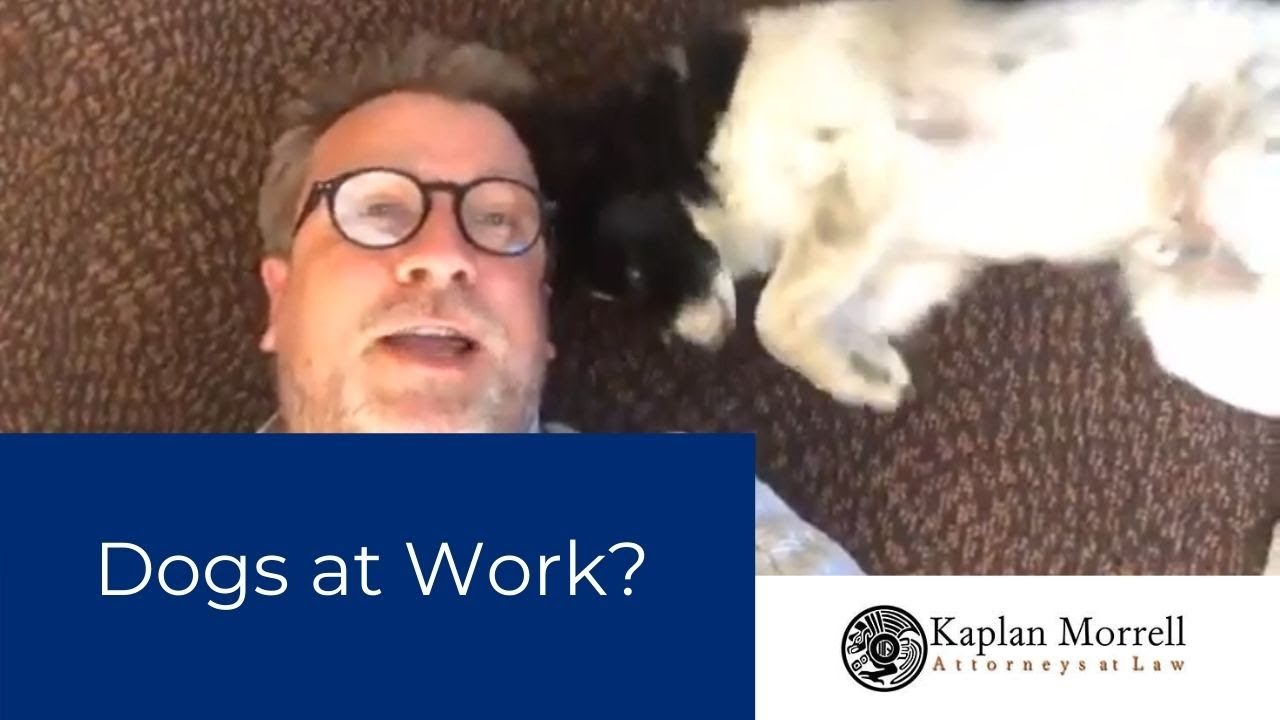 Behind the Scenes at Kaplan Morrell:  Dogs at Work?