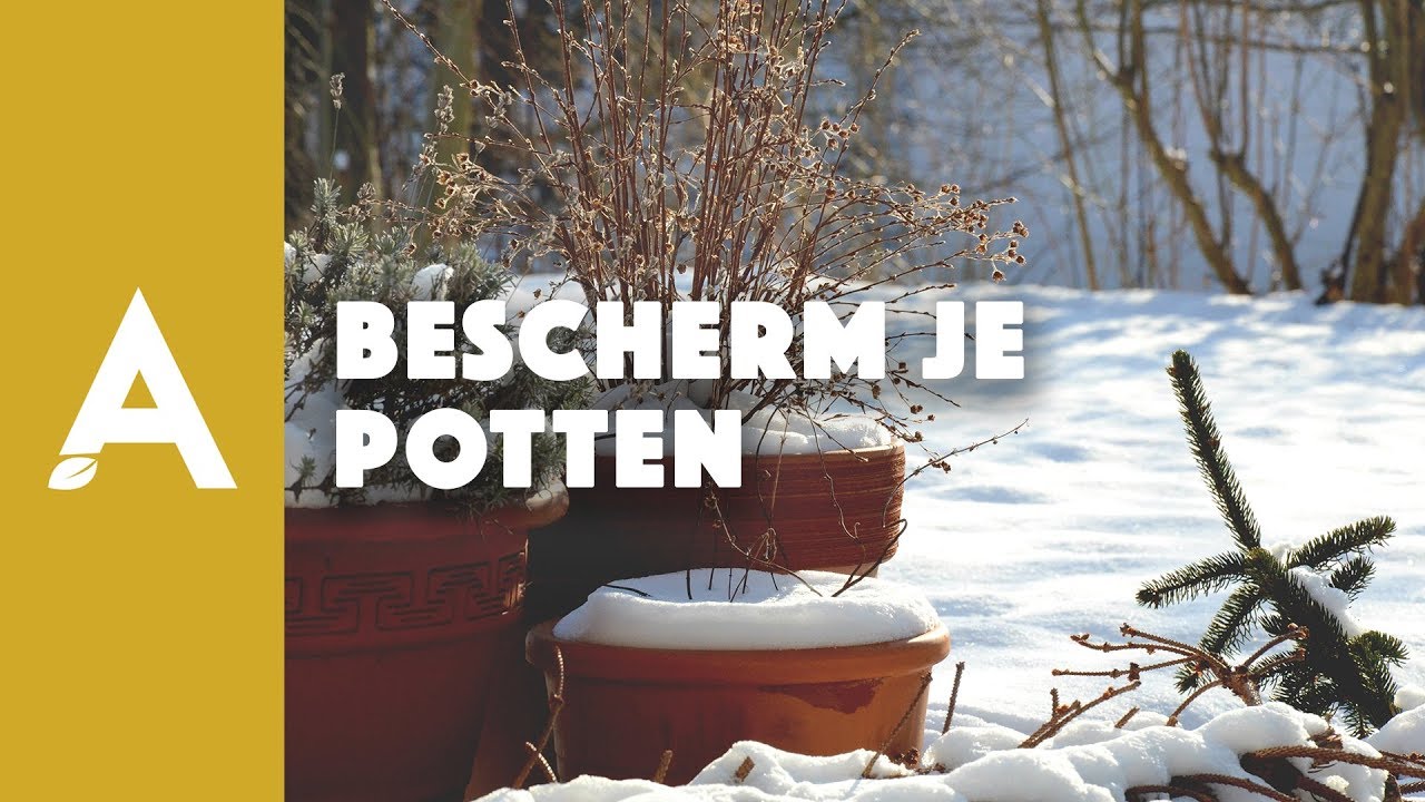 Hoe planten en potten beschermen tijdens de winter? I Een groener thuis! #81 I Angelo Dorny