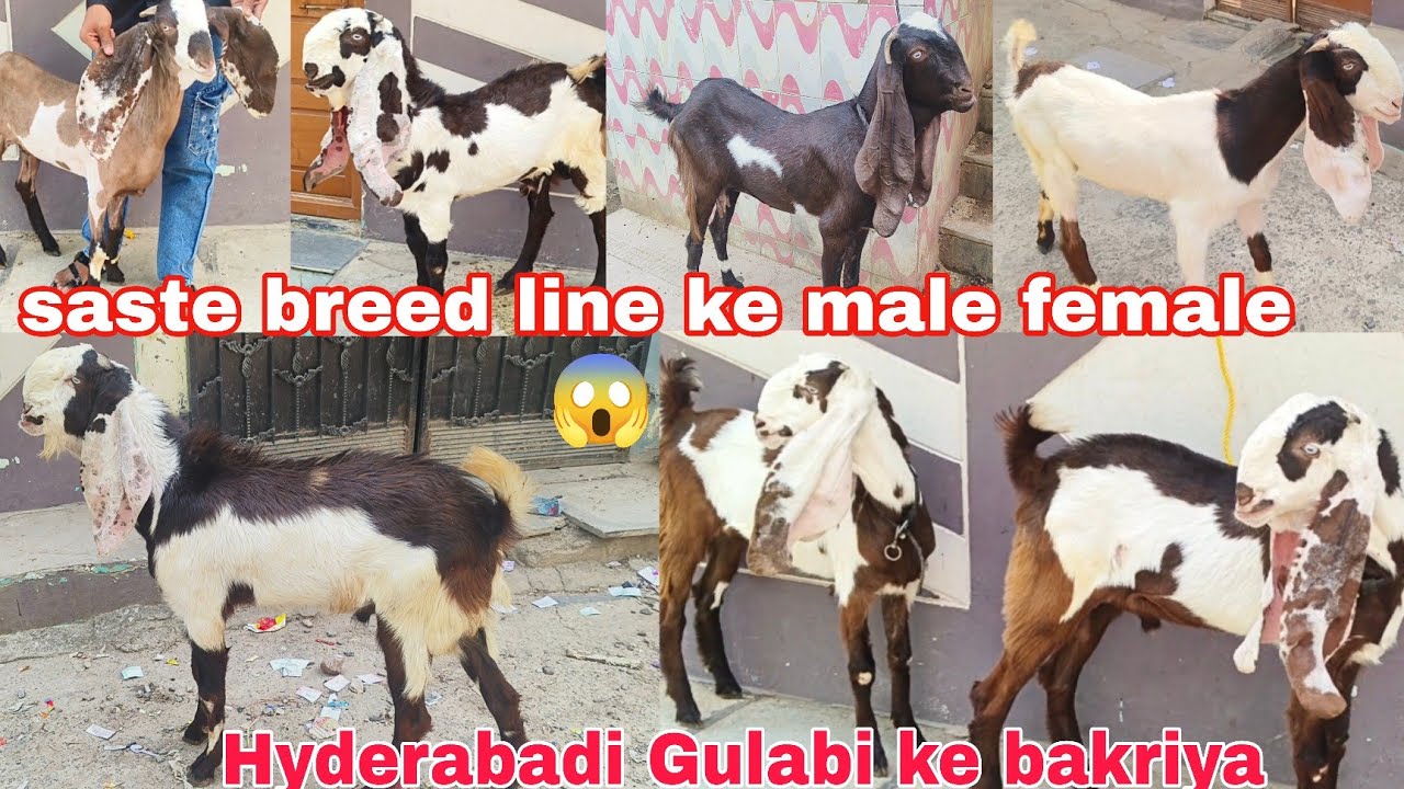 Hyderabadi ke bakriya aur Bakre hai breed line ke male female available in Hyderabad 