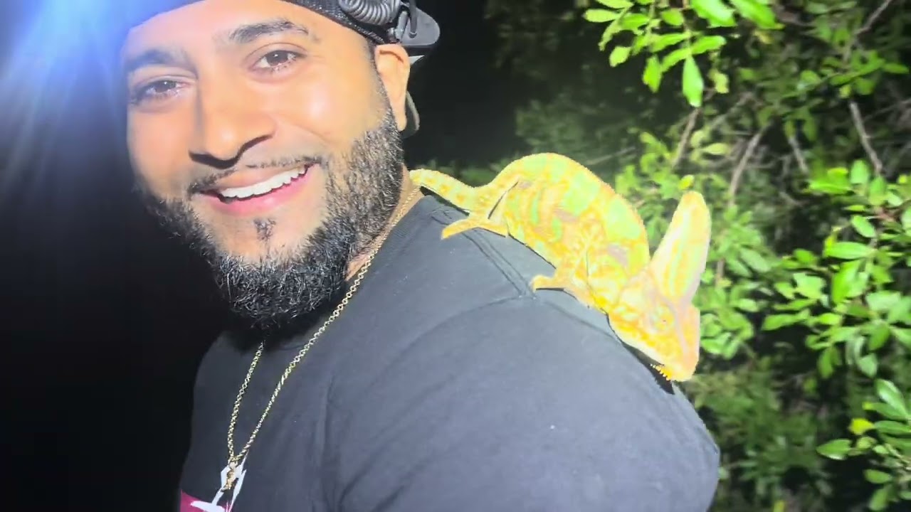 Как поймать диких хамелеонов дома | Приключения на заднем дворе во Флориде