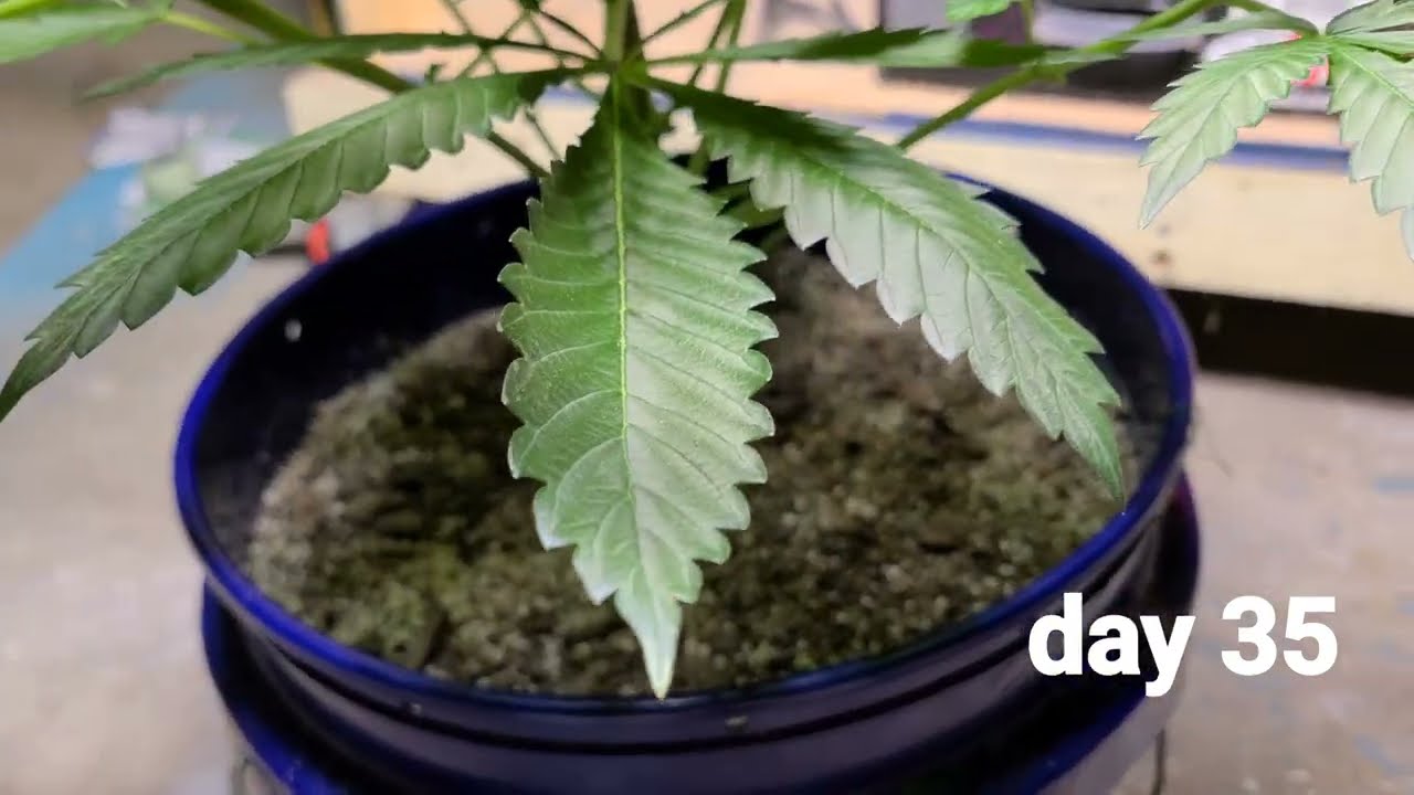 Journey through an Autoflower | Ep 1