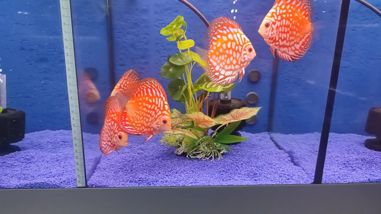 Disponibilità Discus al 11/01/2025