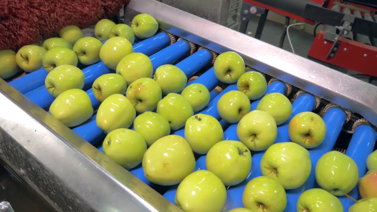 GADZ farms Ukrainian apples