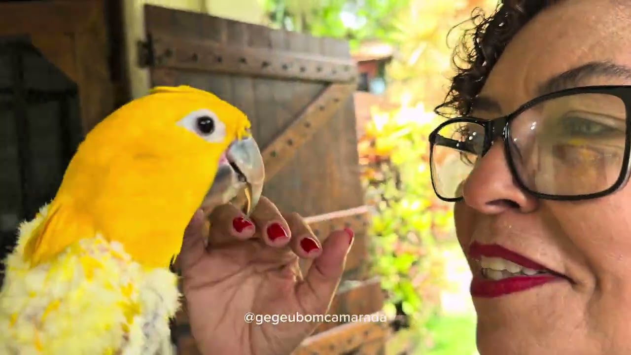 Conhecendo uma ararajuba especial ⭐