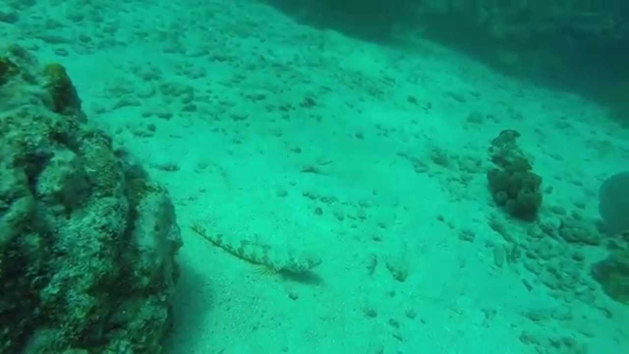 Sand Diver Fish