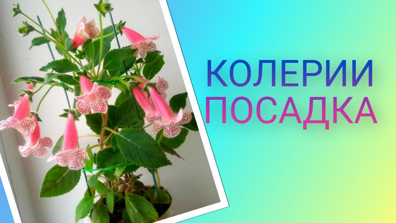 Колерии посадка. #ЦВЕТЫ  # колерия #цветыдлядома #plants 