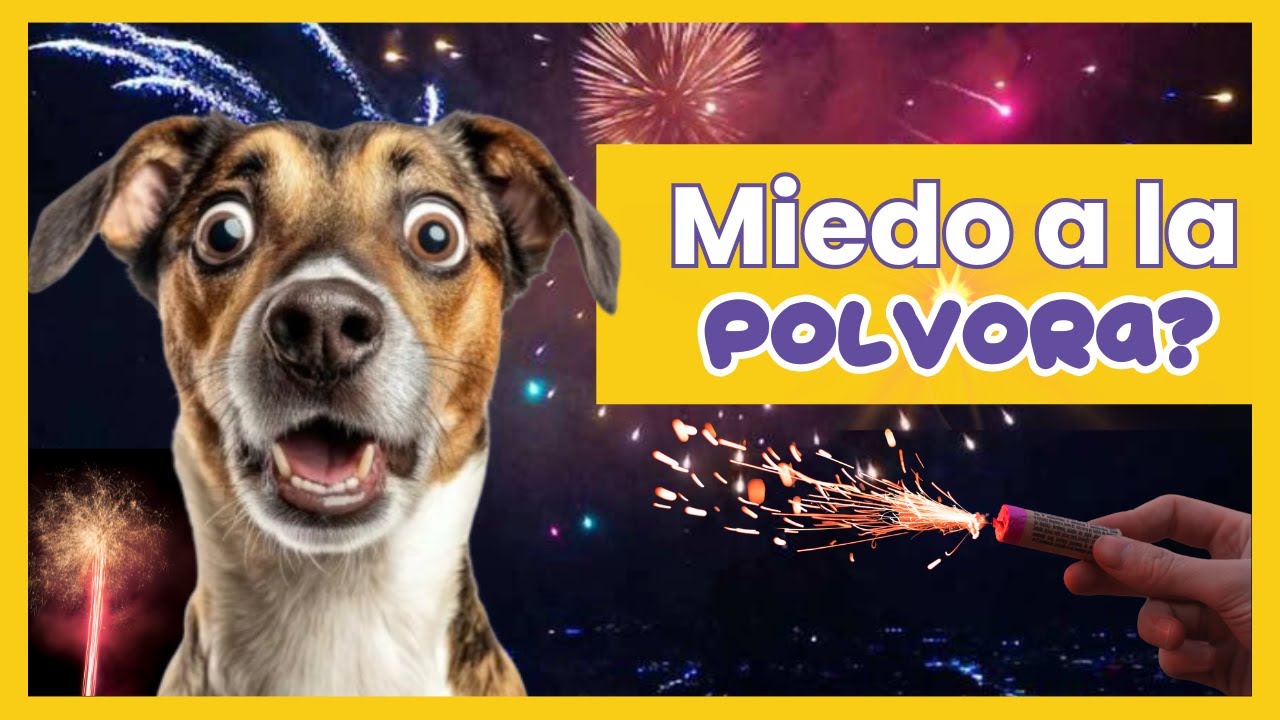 Mi PERRO le Tiene MIEDO a la POLVORA 🎆🐶Qué hacer y cómo calmarlo