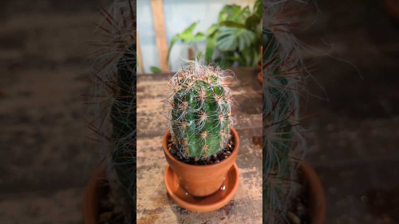 EASIEST way to handle a cactus🌵so you don't get POKED