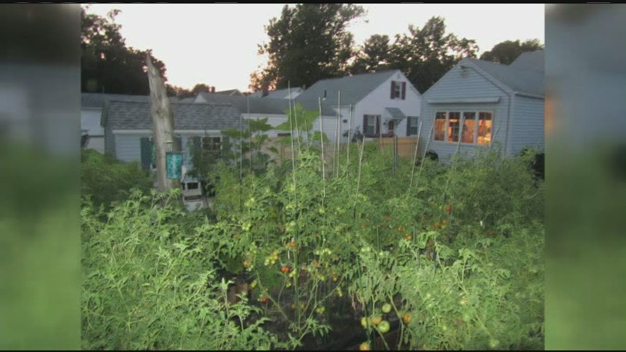Neighbors react to massive pot bust