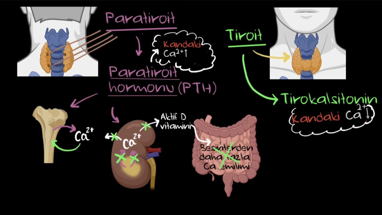 Paratiroit Hormonu ve Kalsitonin (Sağlık Bilgisi ve Tıp) (Endokrin Sistem)