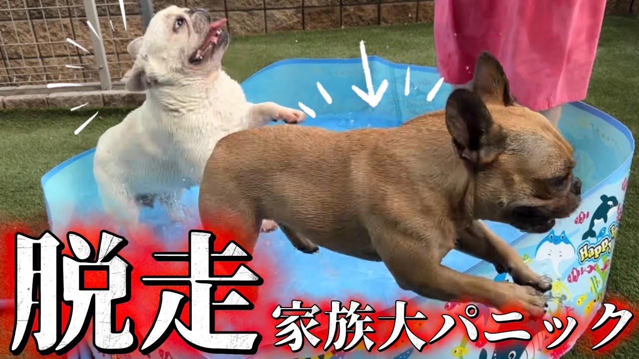 【爆笑】フレブルが大暴れで家族パニック！！