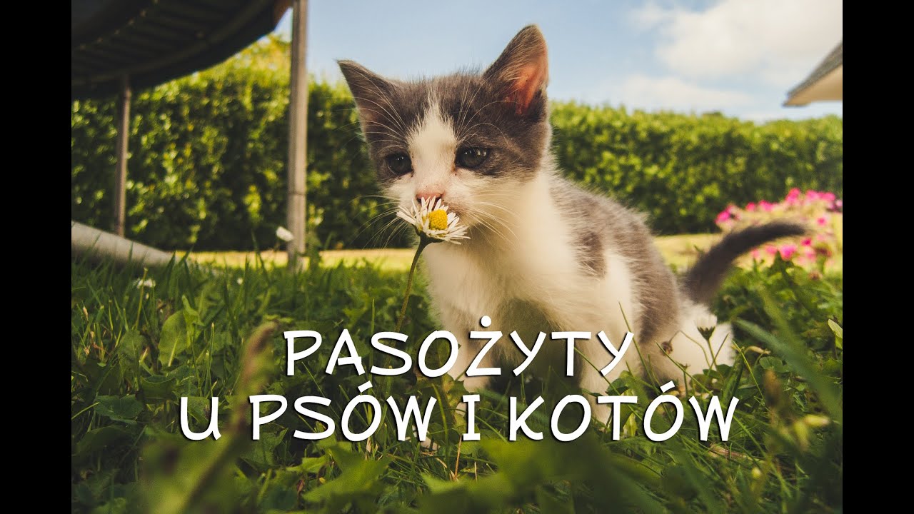 Pasożyty u psów i kotów - jak chronić zwierzęta - KANAŁ PUPILA