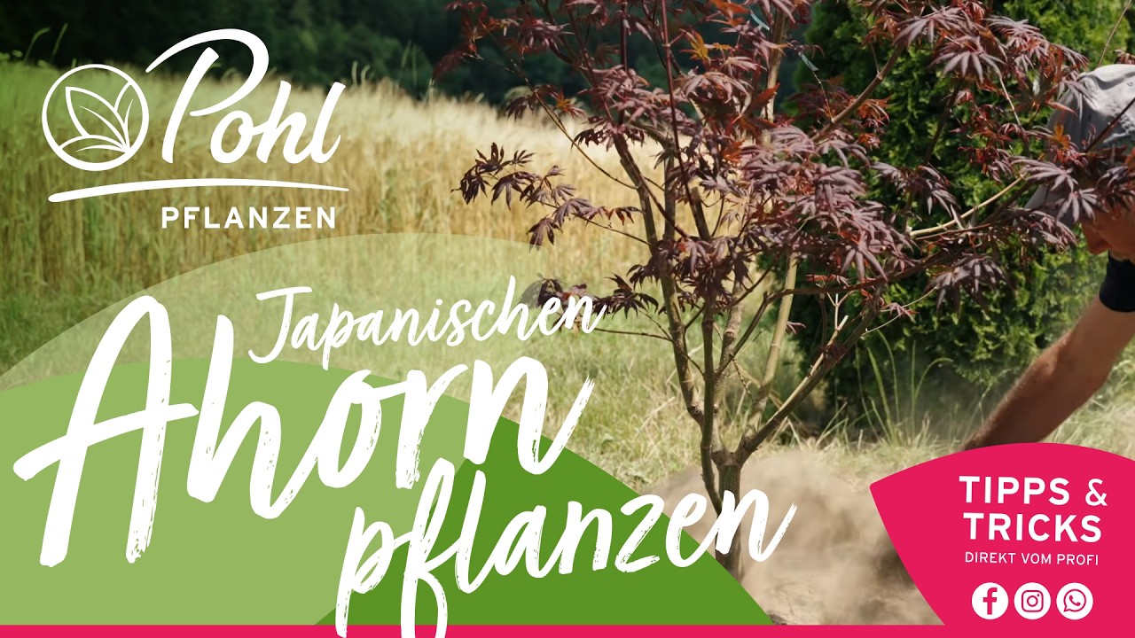 So pflanzt Du Deinen japanischen Ahorn | Alles im grünen Bereich