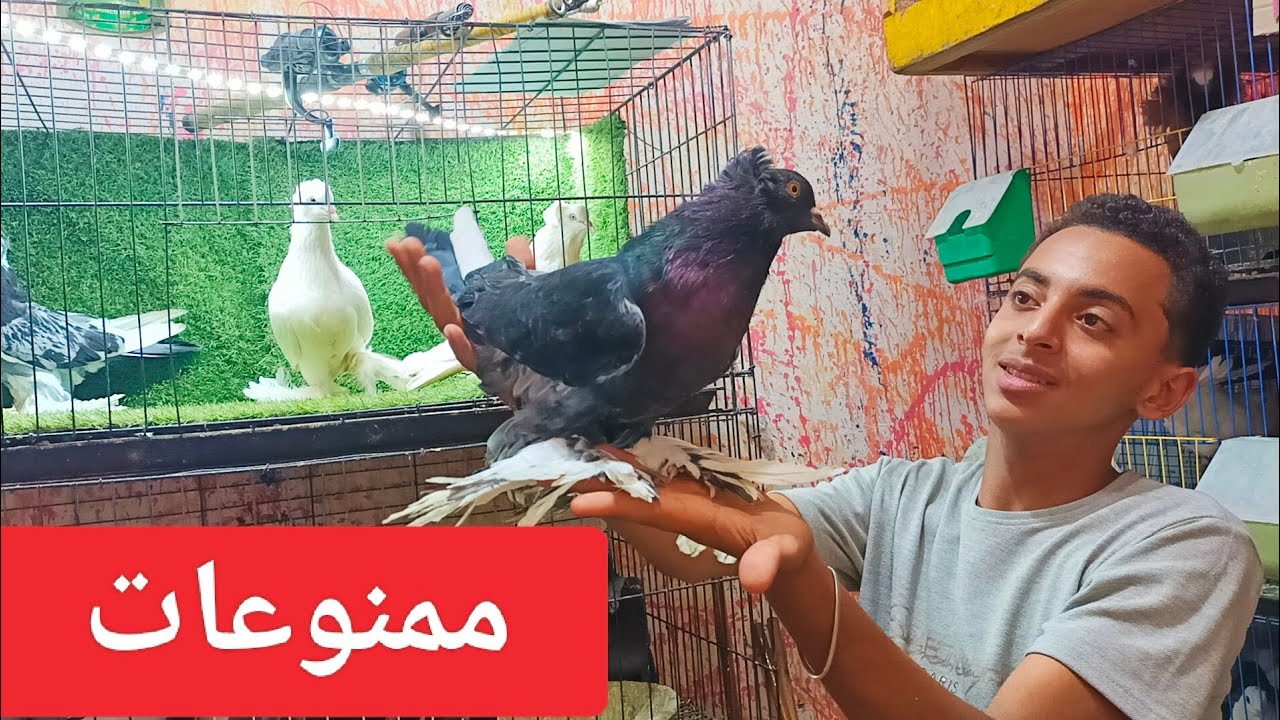 عرض التميز ❤️عند مستر جوو⚡ مجموعه حمام  هنجاري🔥 وبوازه🤍 وزواجل وغزار 01111712200
