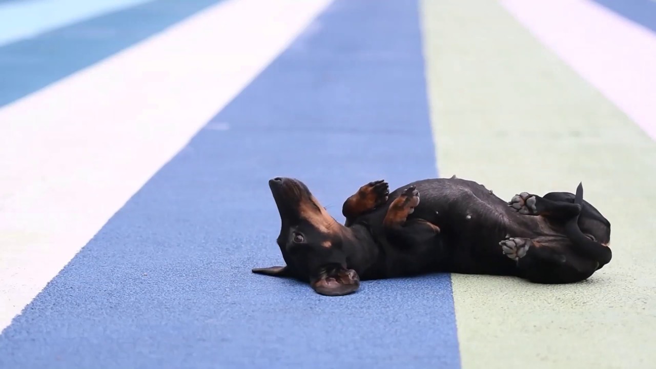 Zuma the Standard Dachshund