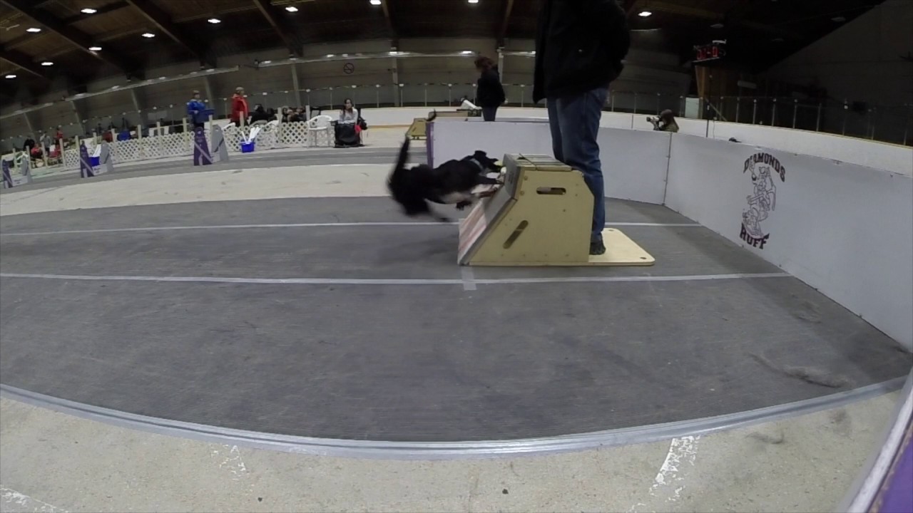 World of FlyBall dogs 2