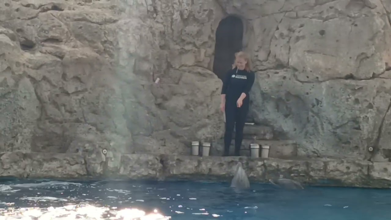 Dolphin show @Texas State Aquarium 