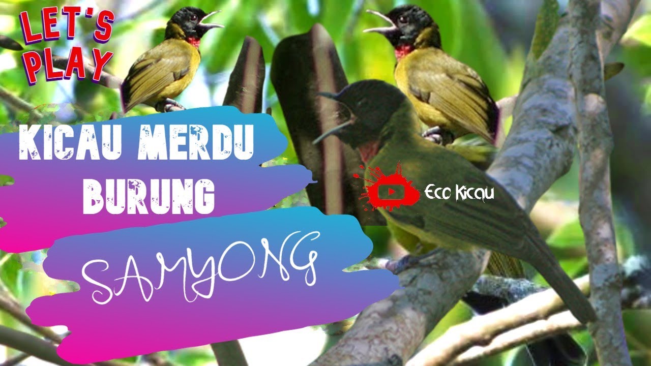 Kicau Kristal Burung SAMYONG