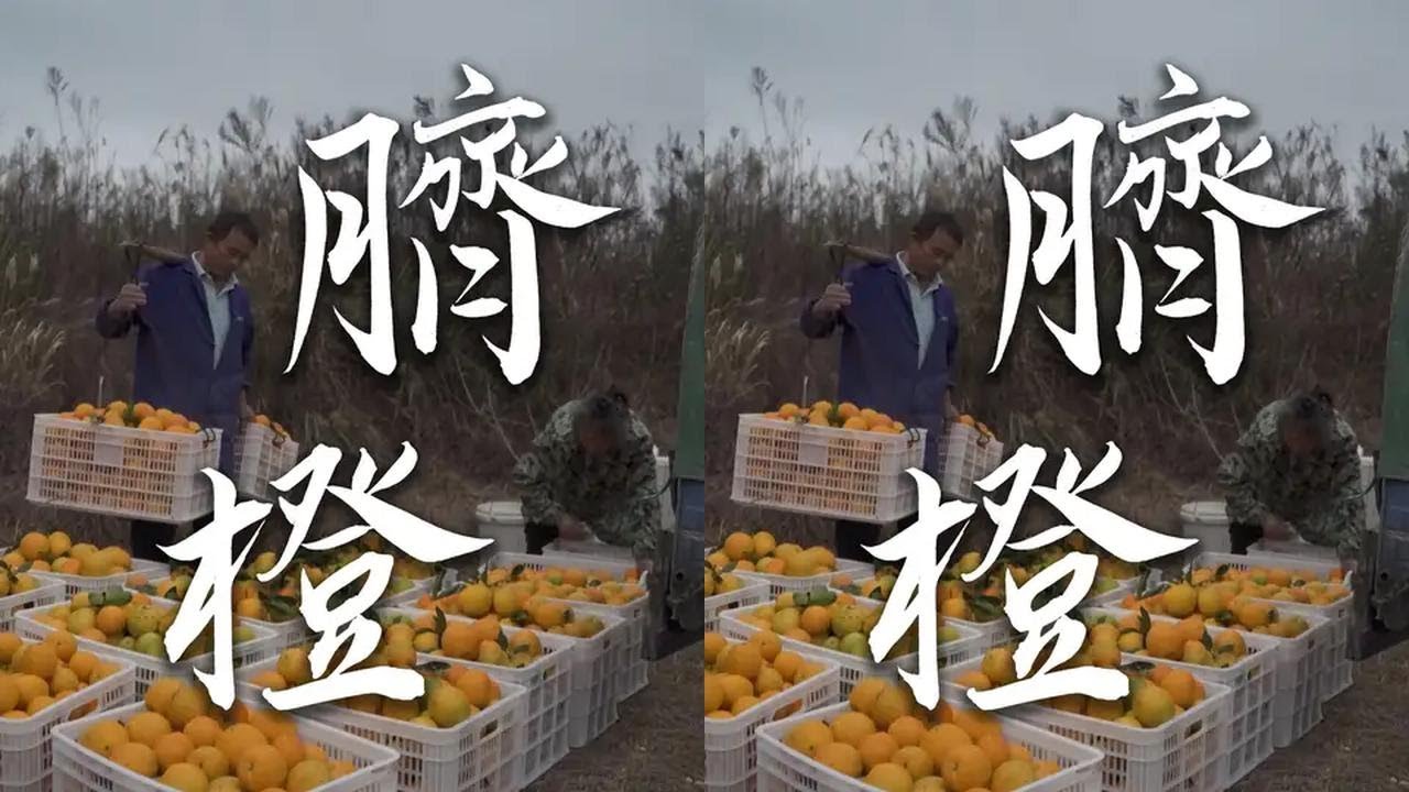 冬天到了，又该去摘脐橙了 #乡村生活家 #赣南脐橙 #新农人计划2024 #我的乡村生活