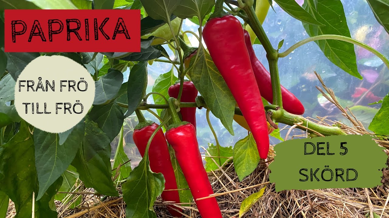 PAPRIKA - Från frö till frö - Del 5: Skörd i tunnelväxthuset