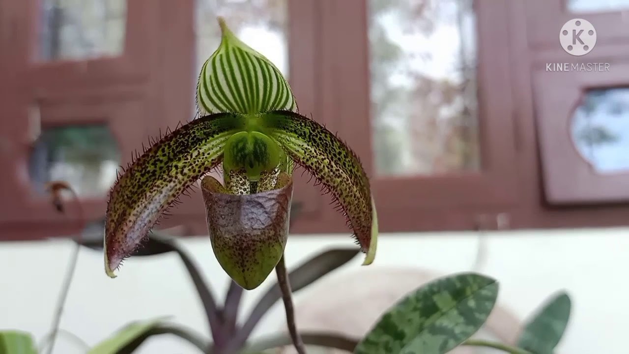 Paphiopedilum wardii & Dendrobium pendulum alba