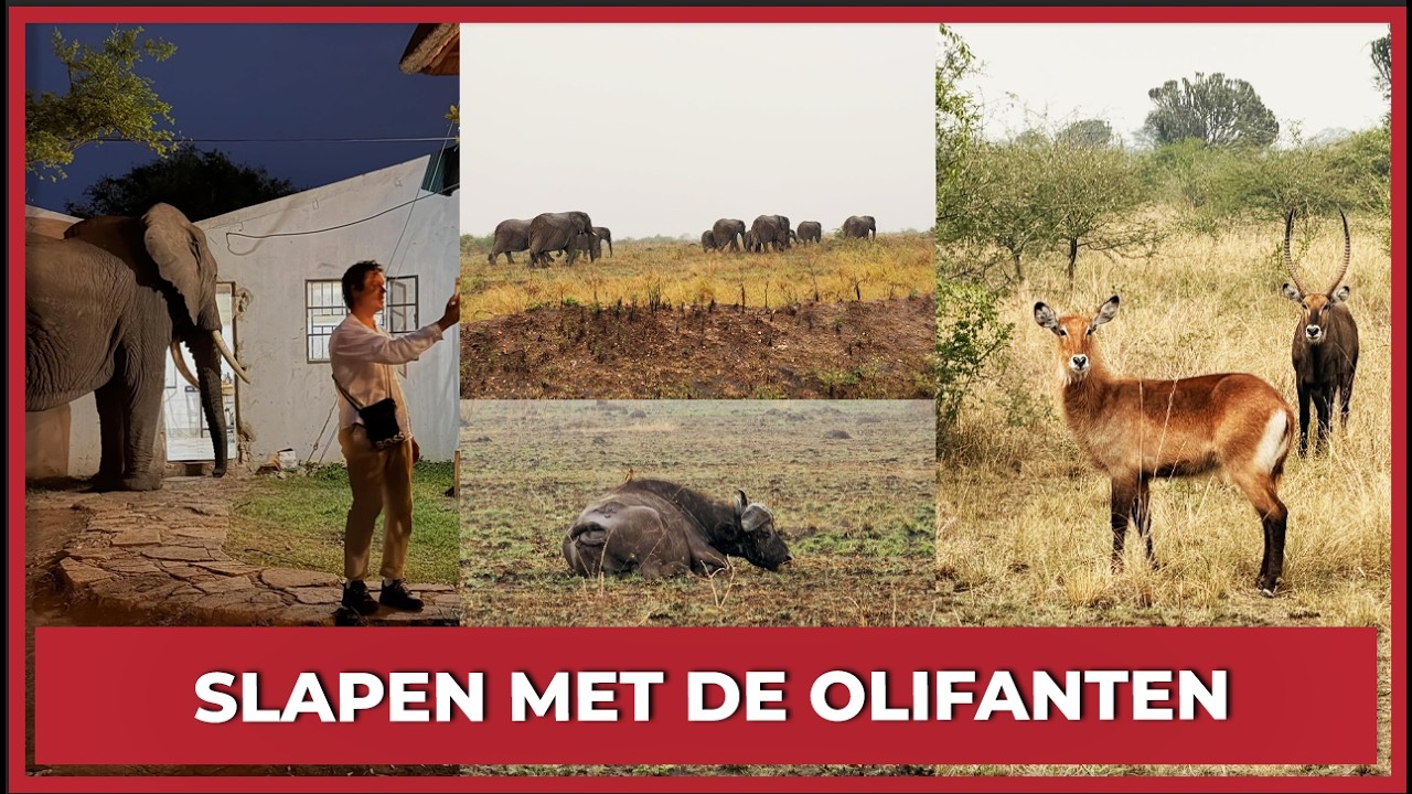 SLAPEN MET DE OLIFANTEN! - #2553