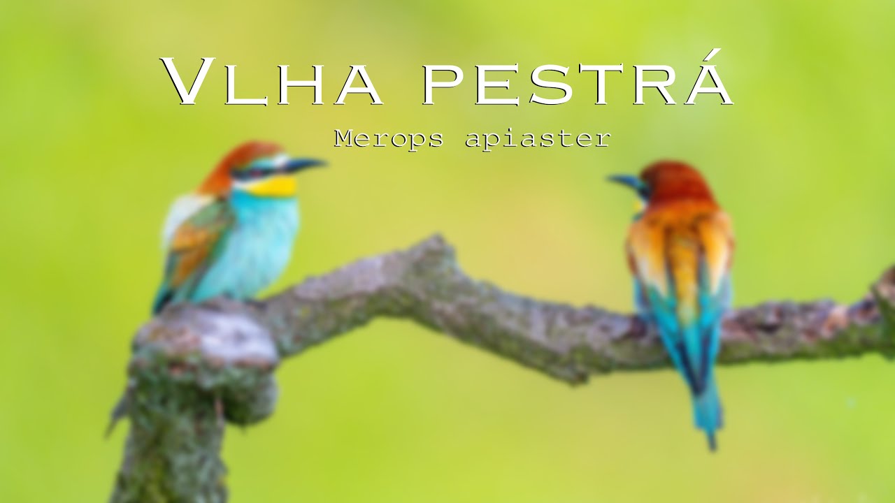 European bee-eater - Vlha pestrá - Merops apiaster - Wildlife photography