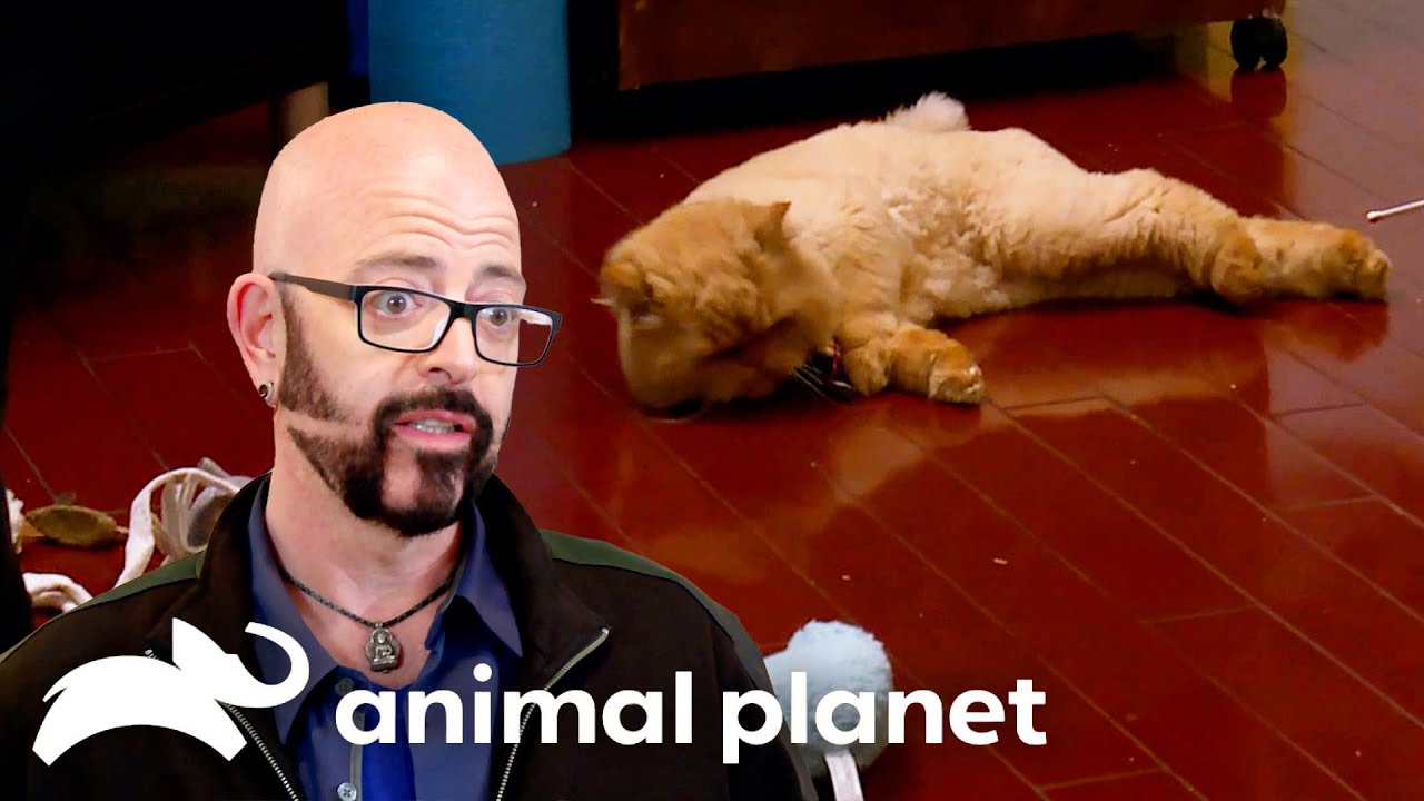 Cat Collapses! Will Mr. Weasley Recover?! | My Cat From Hell | Animal Planet