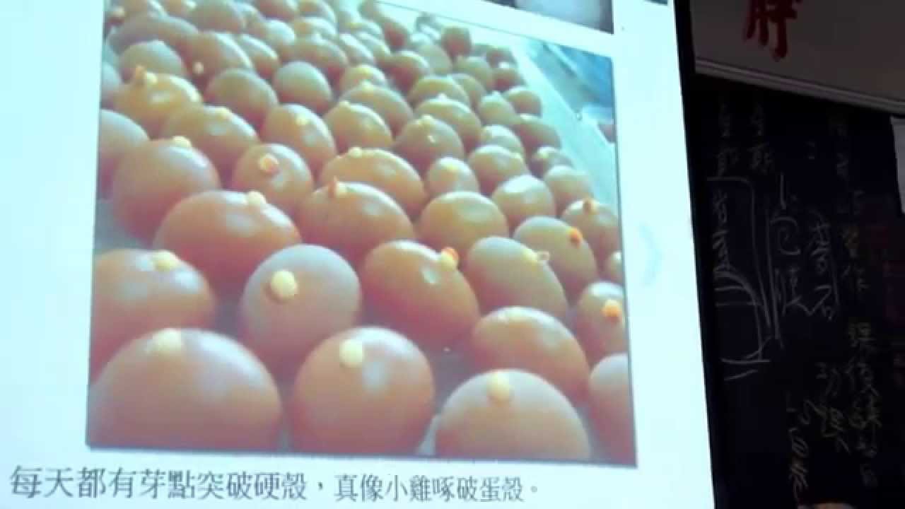 種子盆栽－蒲葵DIY【羅東社大教學】 0667 001041126