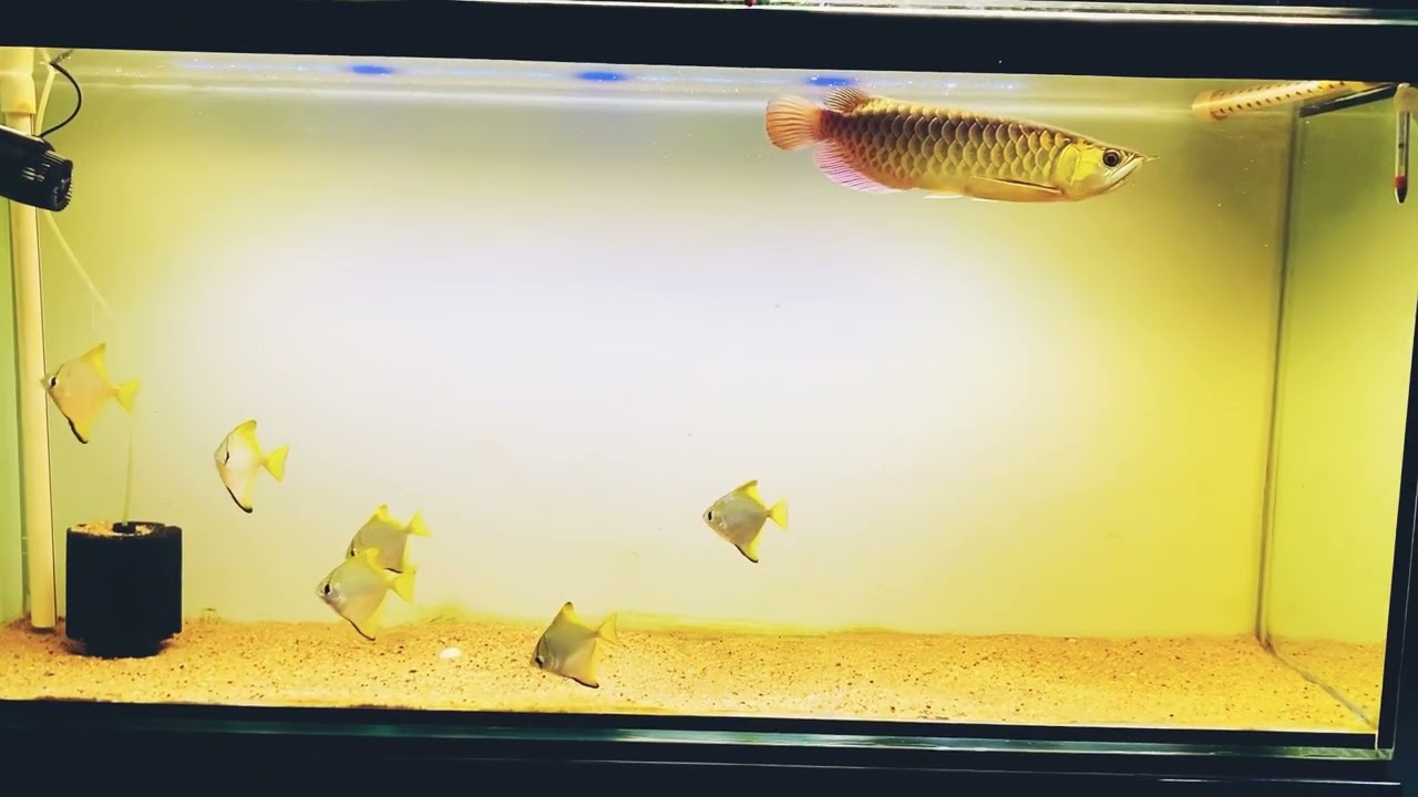 RTG ( Red tail gold Arowana ) for more information contact us on this number:- 9096161683