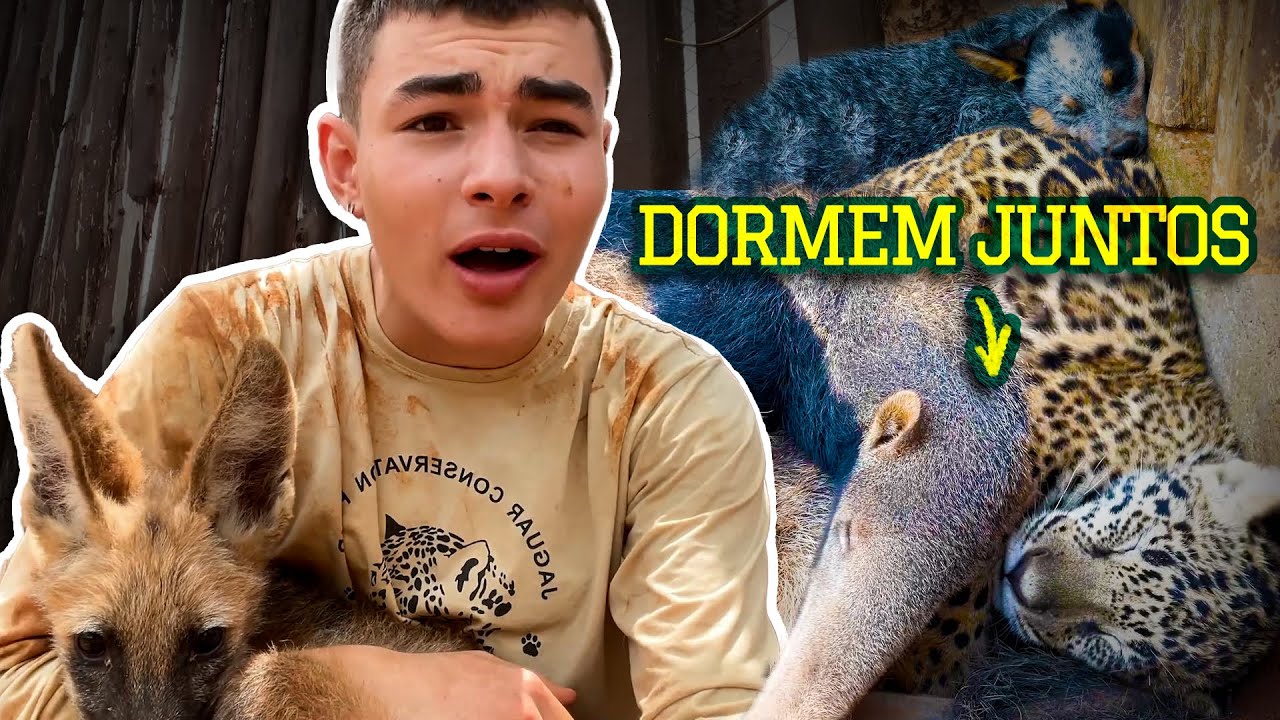 UM LOBO, UMA ONÇA, UM TAMANDUÁ E MUITO MAIS NA CRCHE DO INSTITUTO ONÇA-PINTADA! | TIAGO JÁCOMO