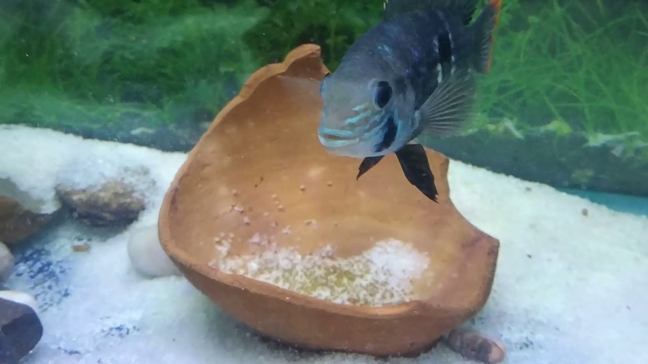 S02E03 | GREEN TERROR BREEDING | Eggs hatched | Visible movement in frys |