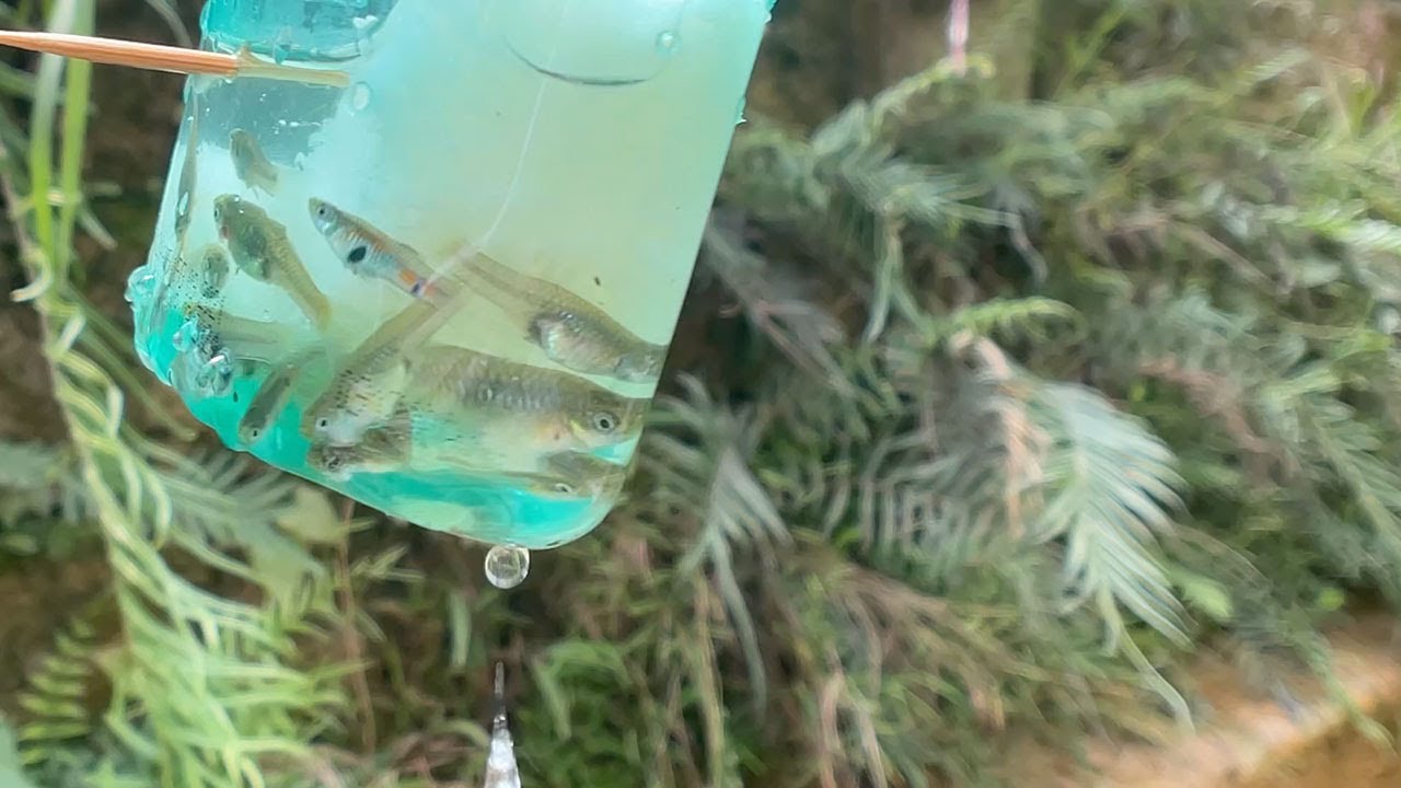 Catch wild guppies (Natural Sound) - West of Singapore Location #3 [抓野生孔雀鱼新加坡西部三号点]