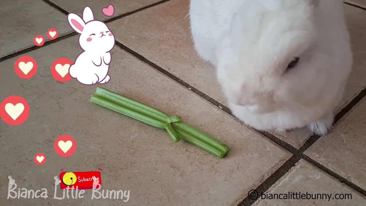 ASMR Coniglio e Cicoria: Suoni Rilassanti | Cute Bunny Munching Chicory