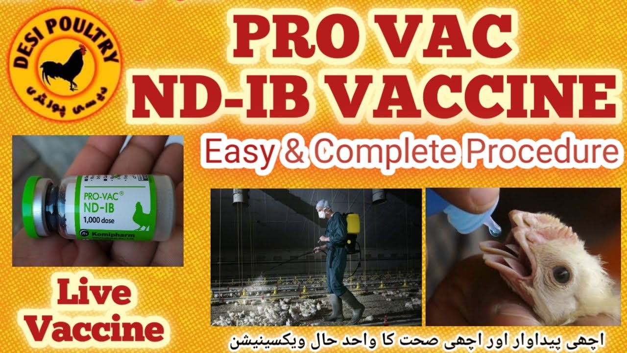 Importance of Live Vaccine for Poultry Birds | ND-IB Vaccine Protocols | Live Vaccine | Desi Poultry