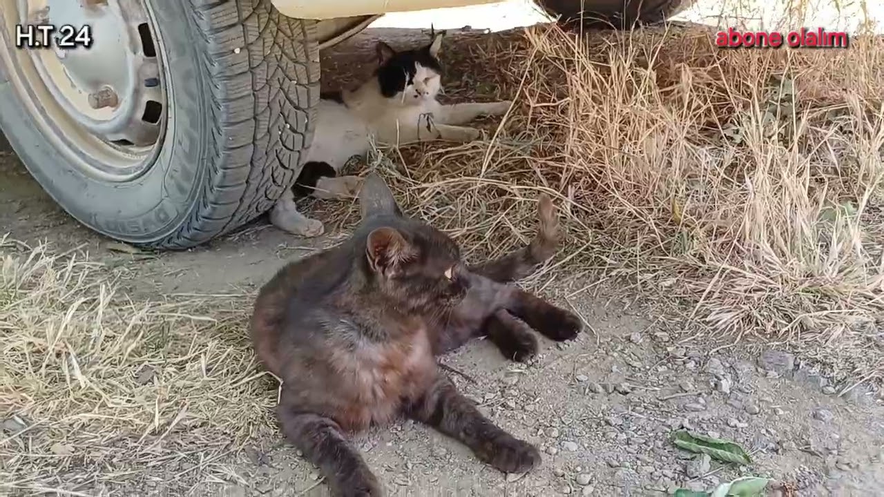 Pazarlar Tepeköy