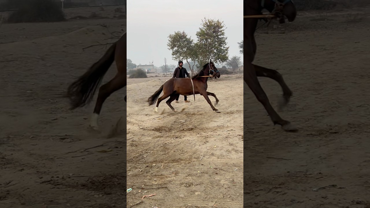 Horse lover 
