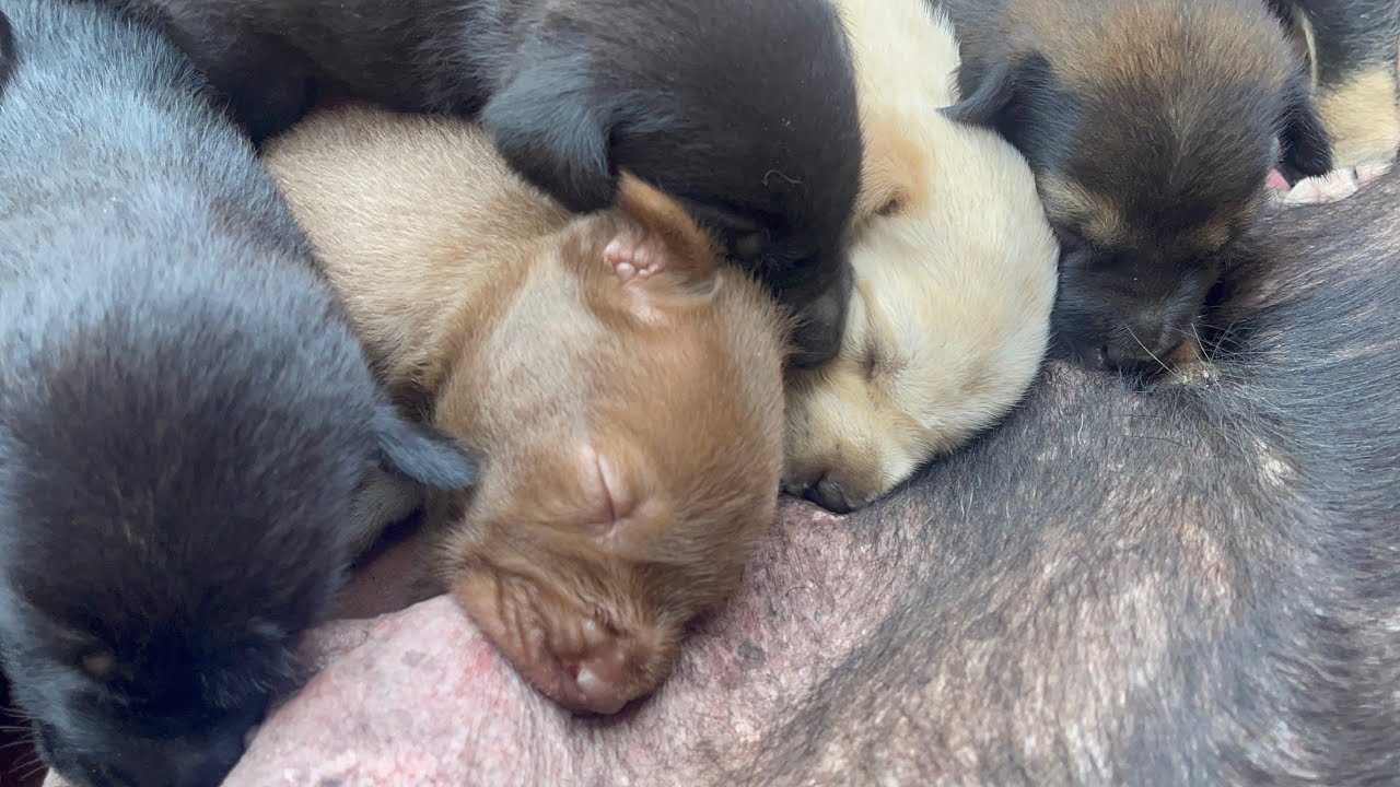 The little puppies sucks milk | LUCY Official