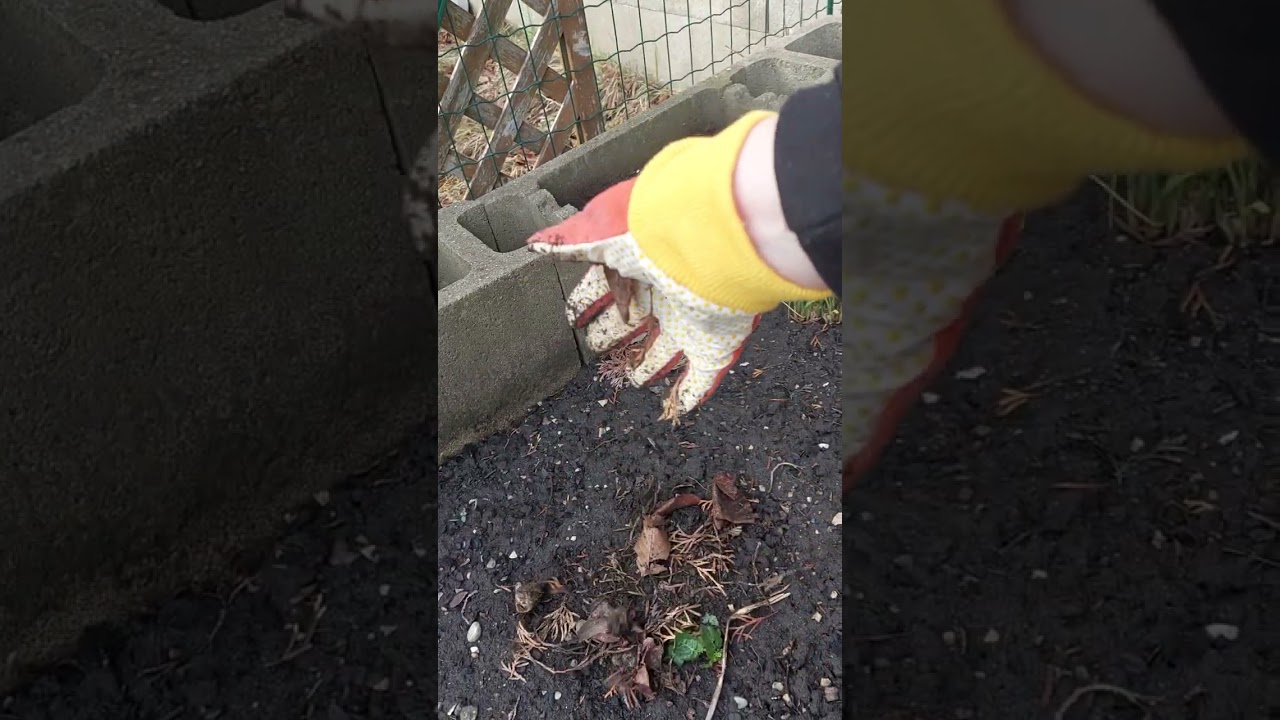 Aufbereitung für die Kartoffelsaat Preparation for potato sowing #gardening #gartenliebe #garten