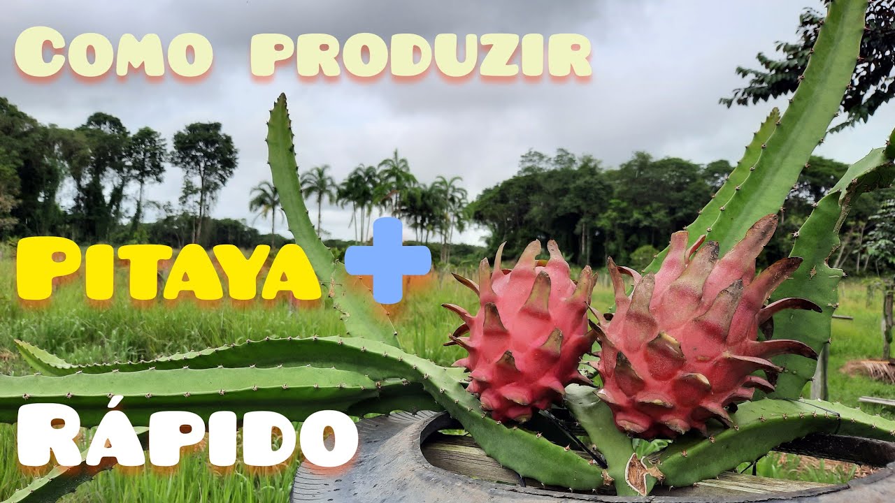 Como produzir pitaya + rápido - Dicas e manejos