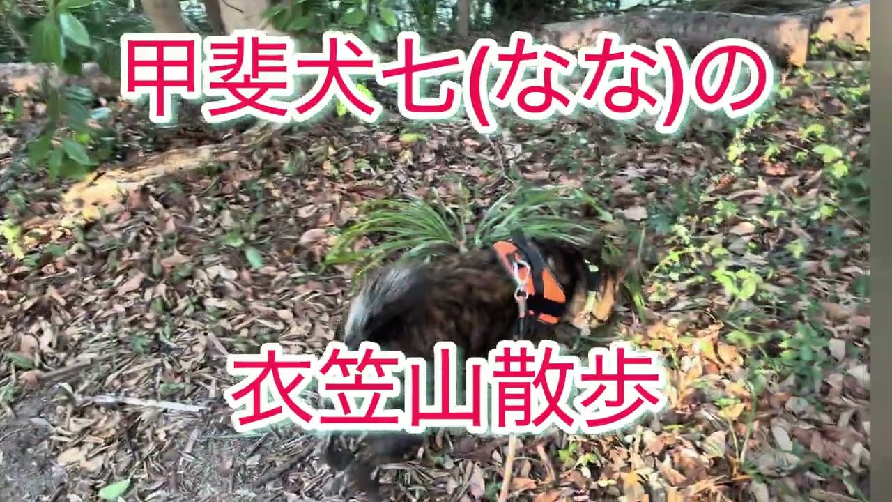 甲斐犬七(なな)の衣笠山散歩