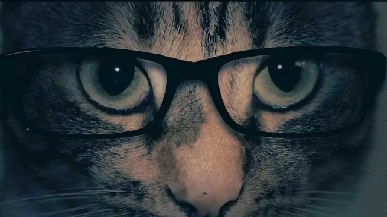 Orange is the new Black Cat version parody!!!