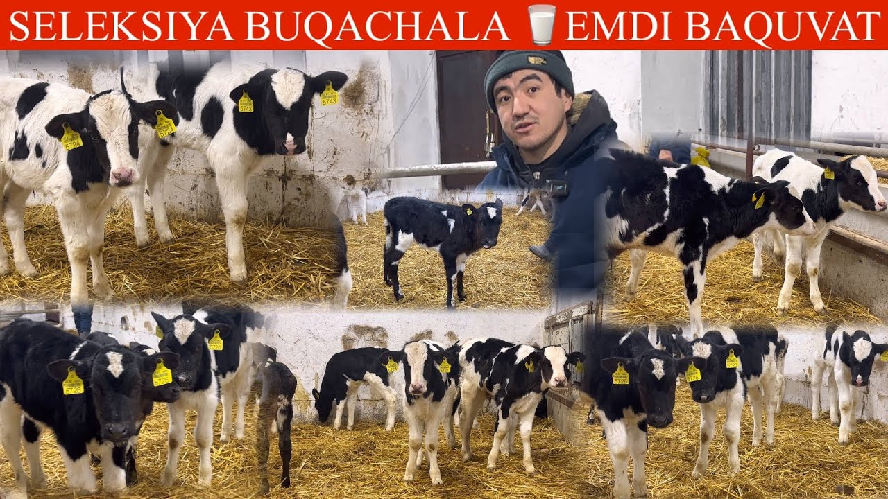 99 825 99 99🥛SUT E😱NASILDOR🔥BUZOQLAR😳BU FERMADA XAMISHA ARZON🚘DASTAFKSI BOR UTA BAQUVATLATI K💥🏃