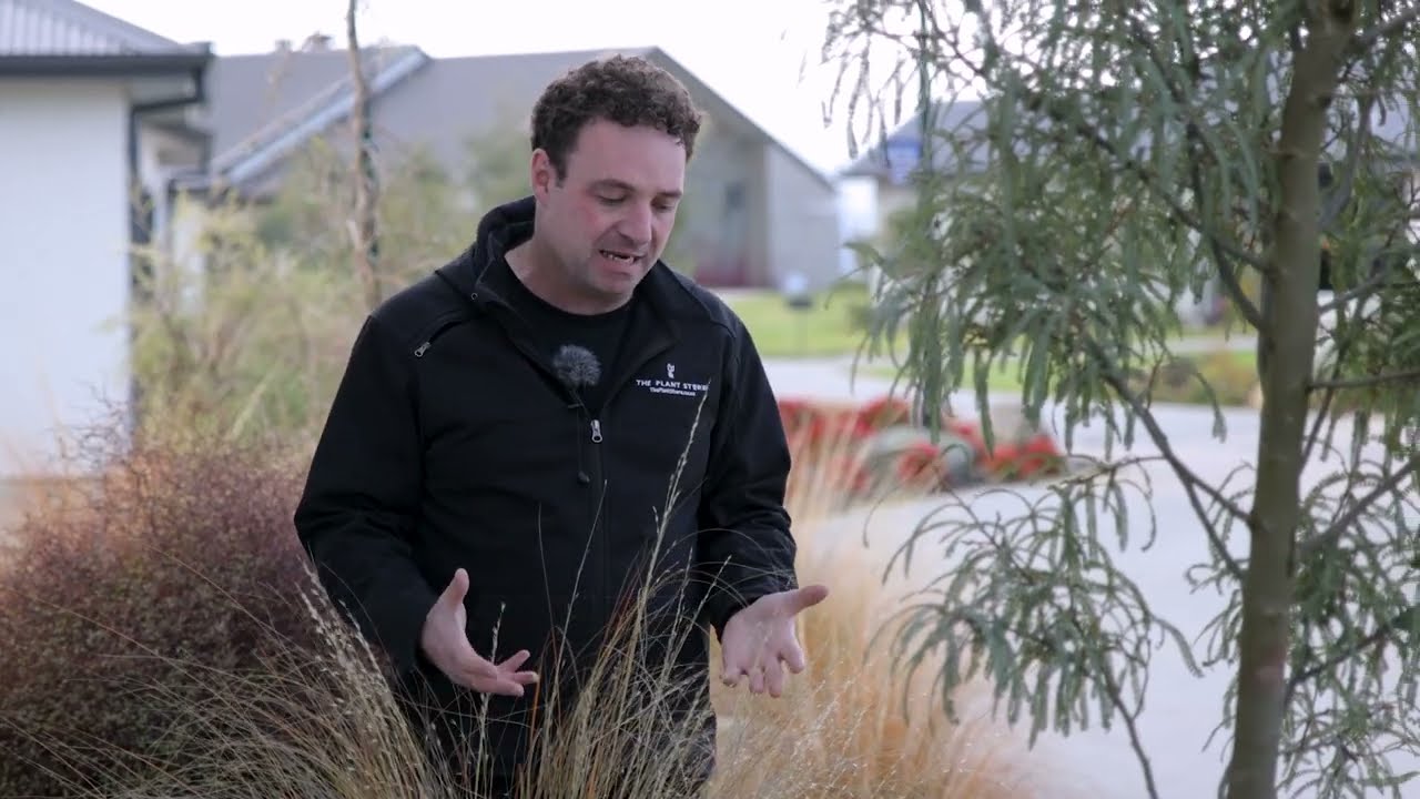 New Zealand Native Urban Garden | The Plant Store