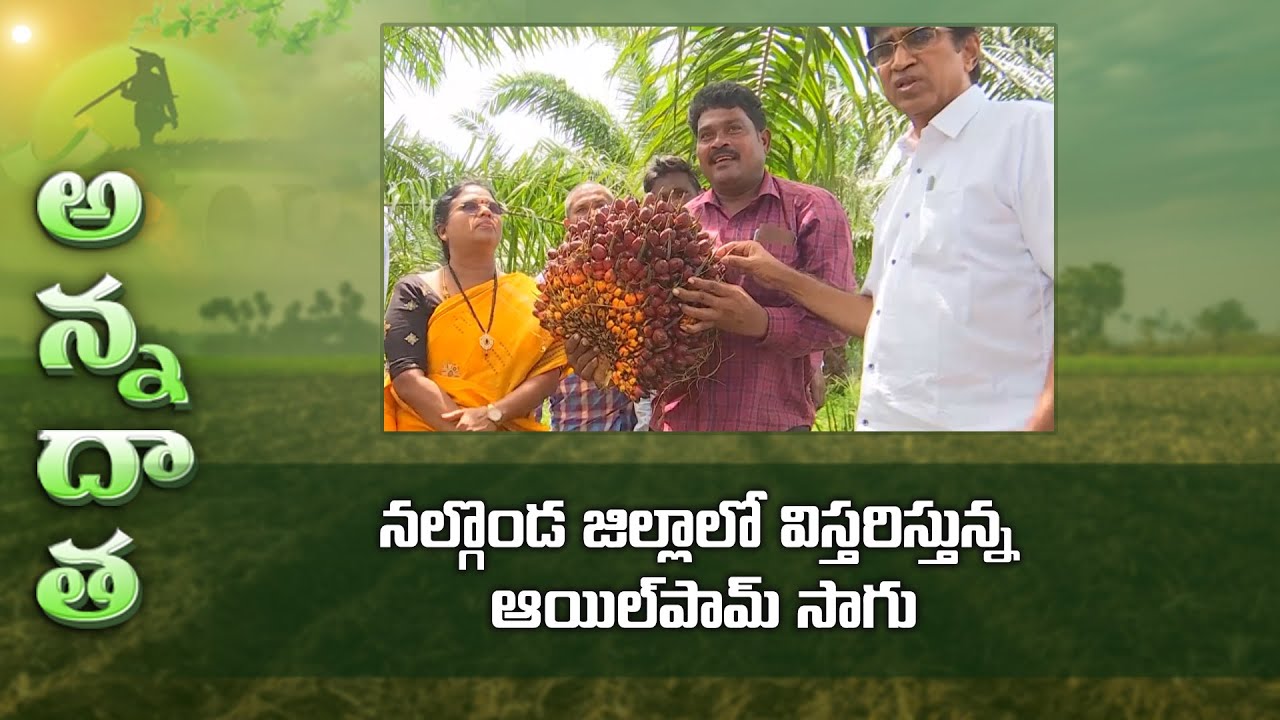 Success story of Oilpalm by Nalgonda farmer - Visit by Horticulture University scientists | ETV